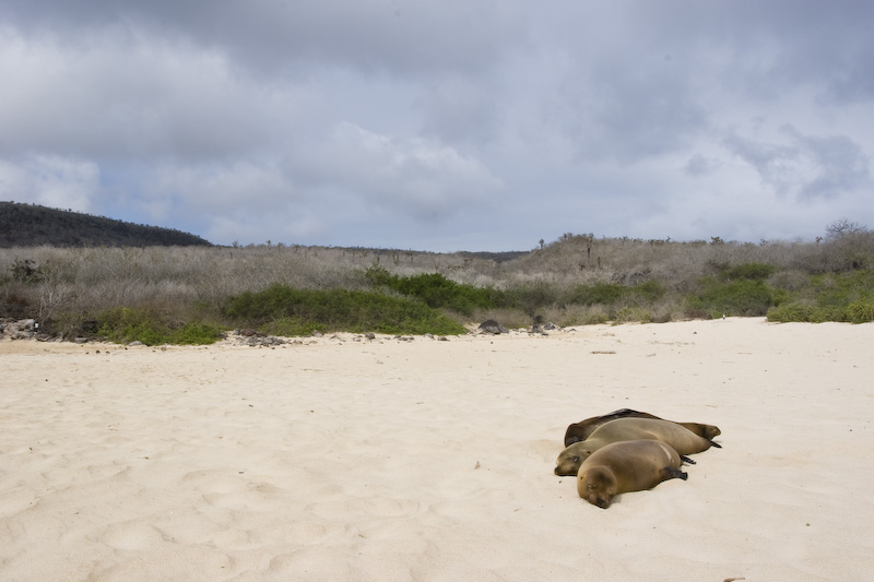 Galápagos Sealions On Beach